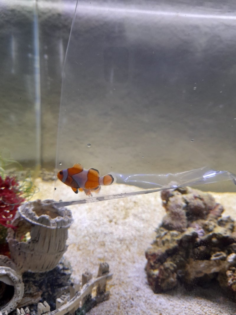 해수입문 DAY 105일차🐳 귀여운 해수어 니모를 키우게 됐습니다 흰동가리❤❤ : 네이버 블로그, image size:800x1067