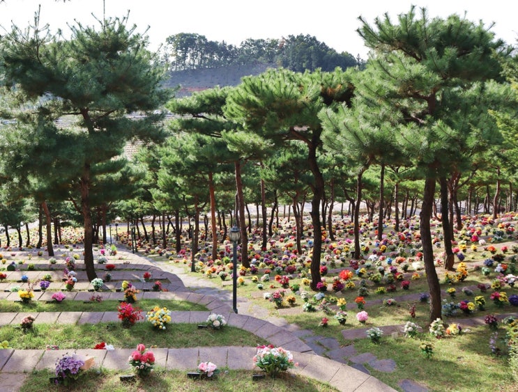  수목장림과 수목장의 차이점은 뭔가요