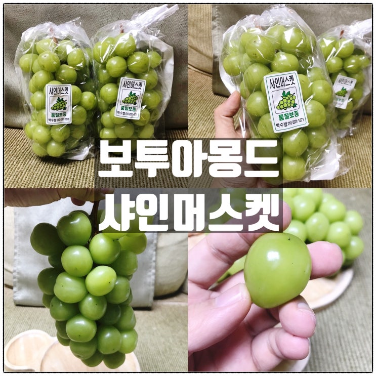 보투아몽드 경산샤인머스켓 선물용과일 로 좋은 샤인머스켓 맛 리뷰 보투아몽드 경산샤인머스켓 선물용과일 로 좋은 샤인머스켓 맛 리뷰