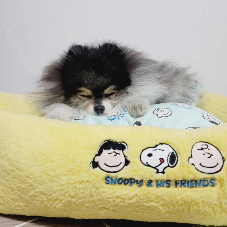 강아지 방석 침대 댕댕팜 스누피 애견쿠션 좋아!
