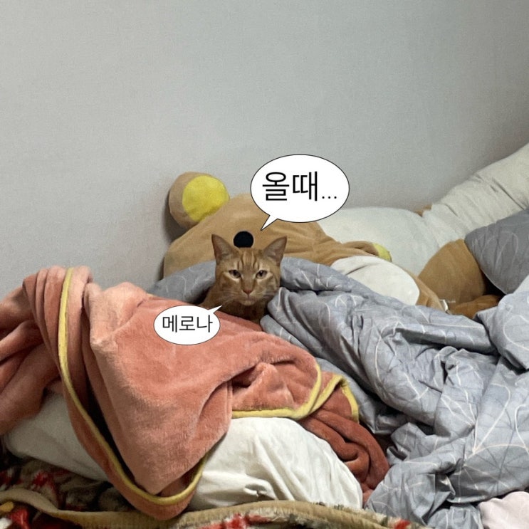 [고양이짤] 고양이 말풍선 짤 우리집 고양이로 말풍선 짤 만들기 픽스아트 말풍선