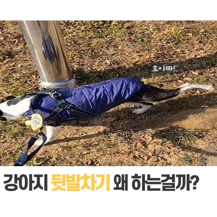  강아지 뒷발차기 이유