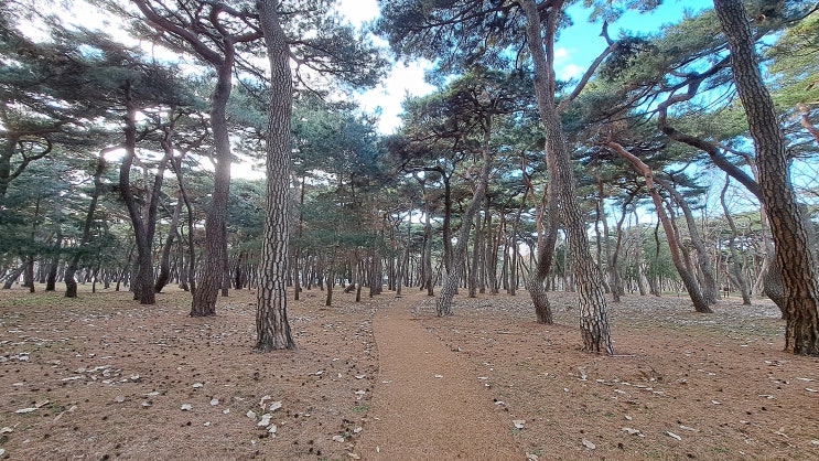 경주 산책하기 좋은 황성공원 소나무 숲