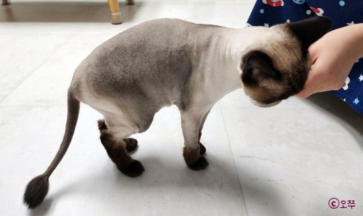  [내돈내산] 고양이 간식 추천, 마이베프 별자리 스틱 올인원 패키지 추천