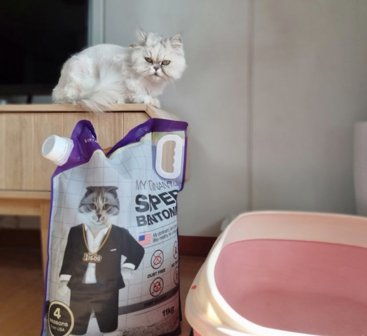  고양이 모래 추천_ 먼지 없고 돌덩이처럼 응고되는 벤토나이트 마이도미넌트