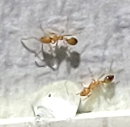개미 퇴치 -(서울, 도봉구) 유령개미 퇴치