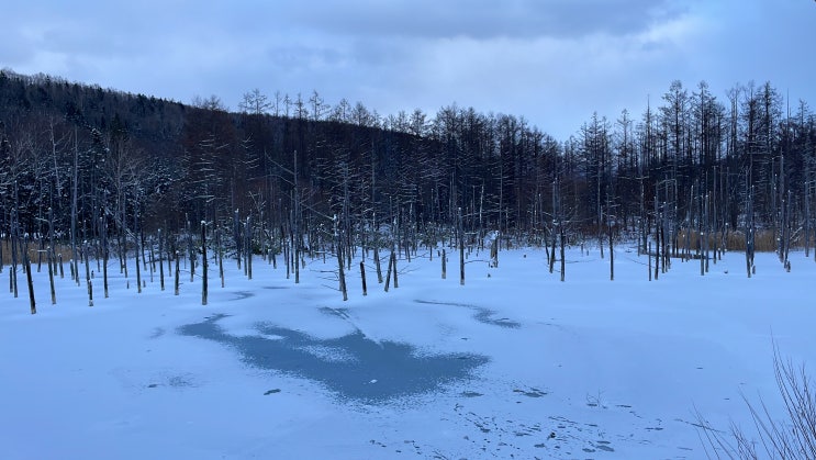 [홋카이도 삿포로 비에이 12월 여행] 겨울엔 별볼일 없는 청의호수 白金青い池