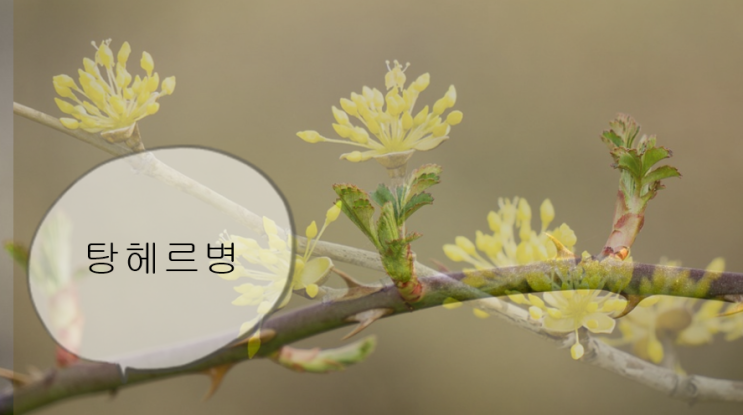  탕헤르 병 자세한 정보