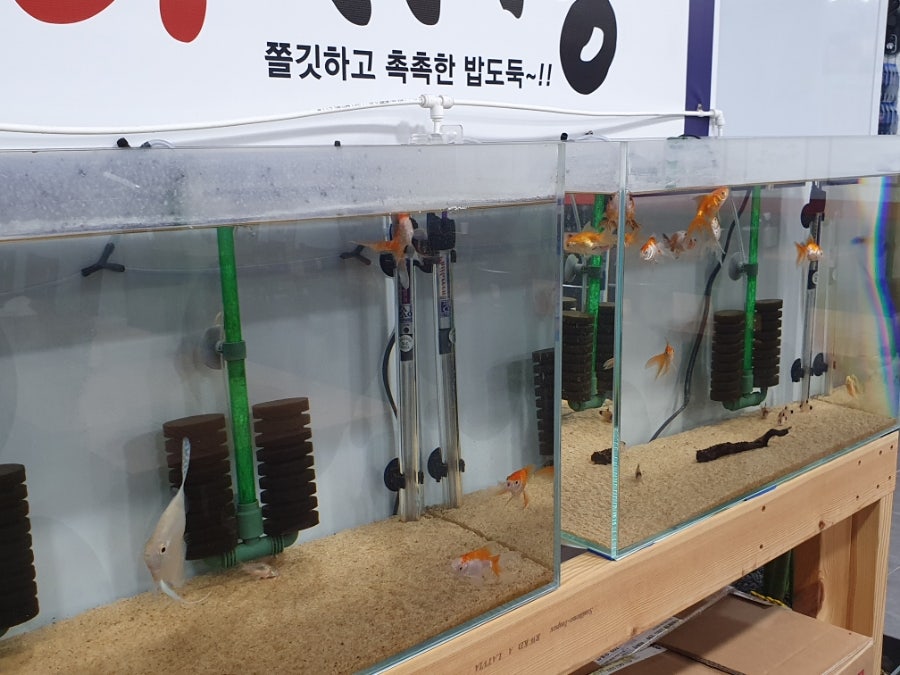 안동선계찜닭 충주점 사진 4