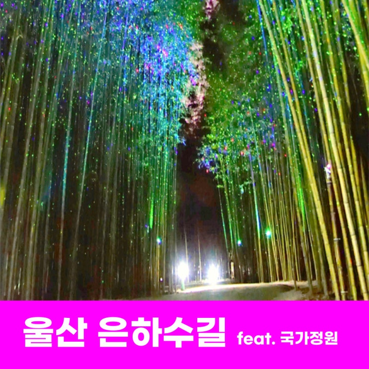  울산 은하수길 태화강 국가정원 야경과 별빛이 쏟아지는 십리대숲