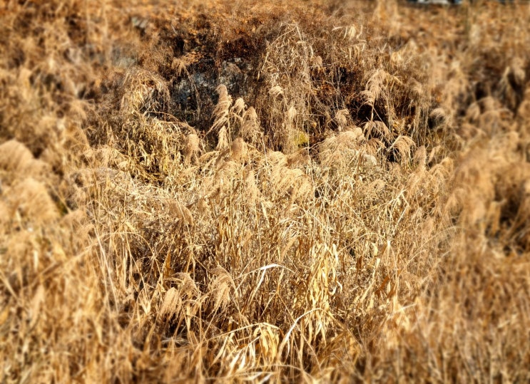  신경림 갈대 시 낭송과 첫 시집 농무