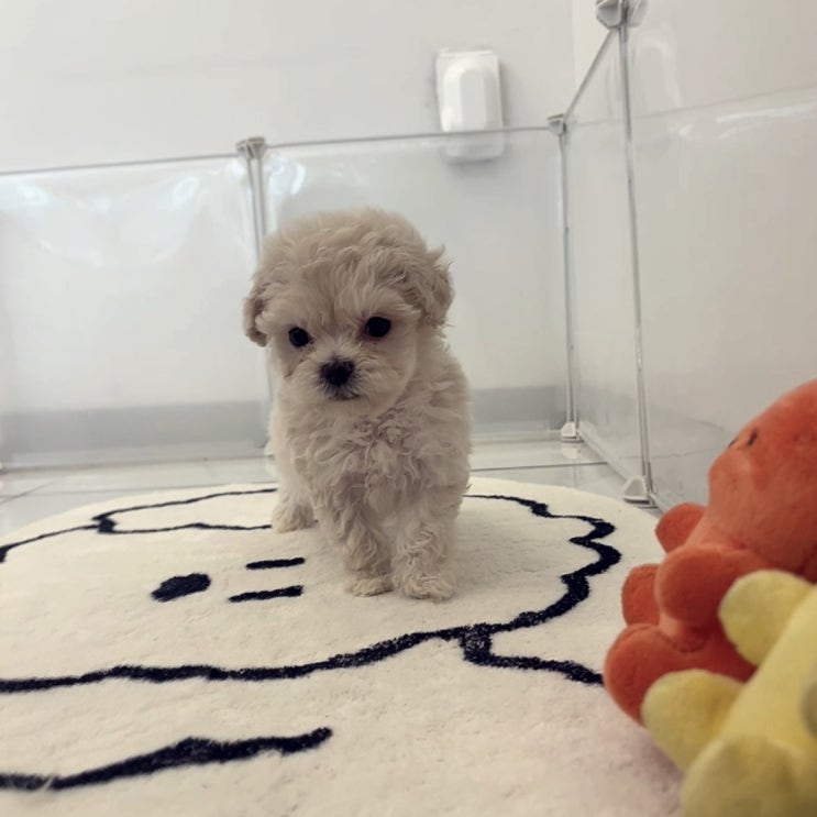  완주강아지분양 확실한곳 시츄 말티푸 미니비숑입양