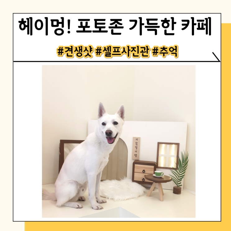 인천 강아지 카페 헤이멍에서 반려견과 잊을 수 없는 추억을 남기기