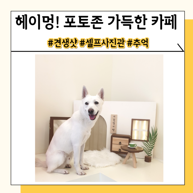 인천 강아지 카페 헤이멍에서 반려견과 잊을 수 없는 추억을 남기기 인천 강아지 카페 헤이멍에서 반려견과 잊을 수 없는 추억을 남기기