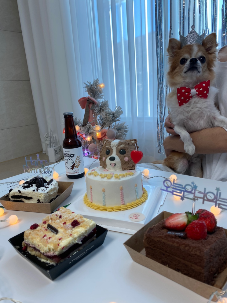  송정지구 도그멜로우 : 봄이 생일케익 주문제작 / 펫푸드 강아지 케이크 수제간식