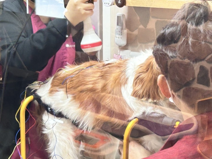  강아지 레이저 치료 VIP한방재활센터 성북점에서