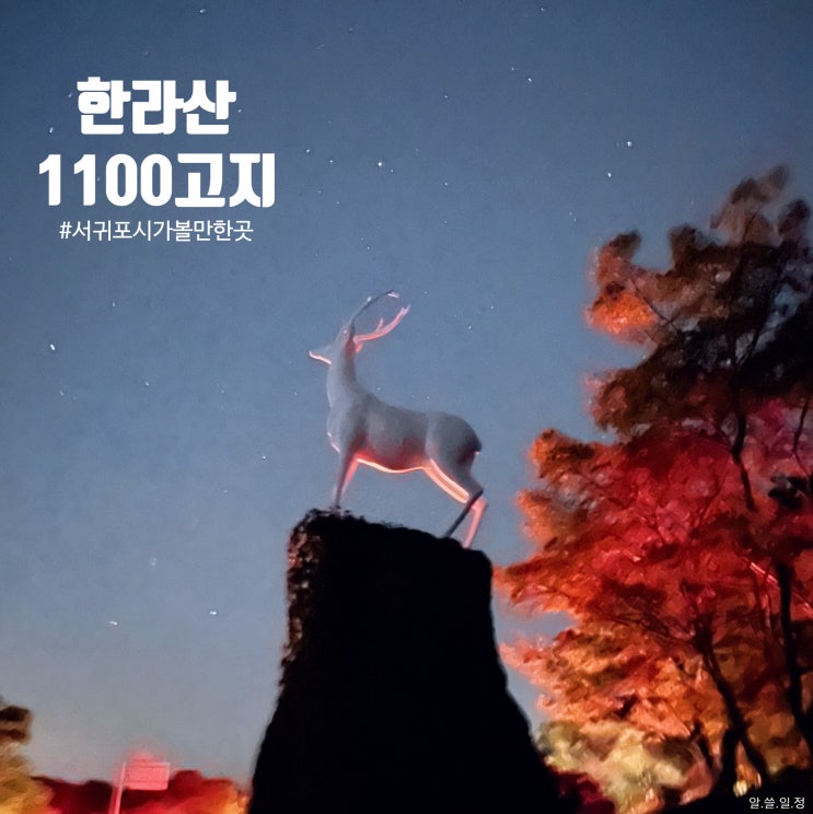  제주 서귀포시 1100고지 - 별 보러 가지 않을래?
