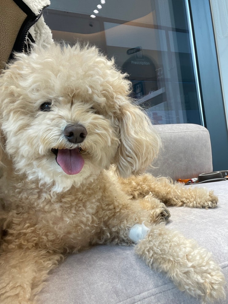 강동 고덕동 동물병원 상일동 동물병원 아이안 건강검진 비용 후기