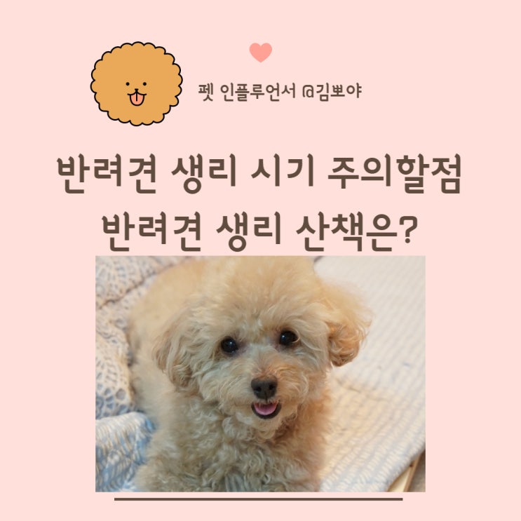  반려견생리시기 강아지 생리할 때 산책 방법은?