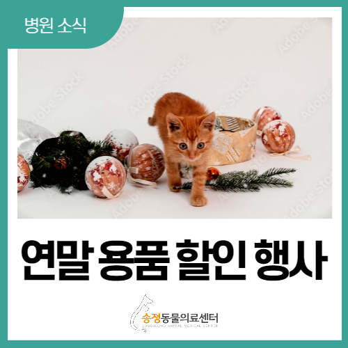  송정동물의료센터 2022년 고객 감사 행사, 연말 용품 할인 안내