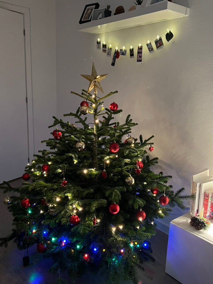 헝가리에서 크리스마스 트리 사기(인생 첫 진짜 소나무 트리)