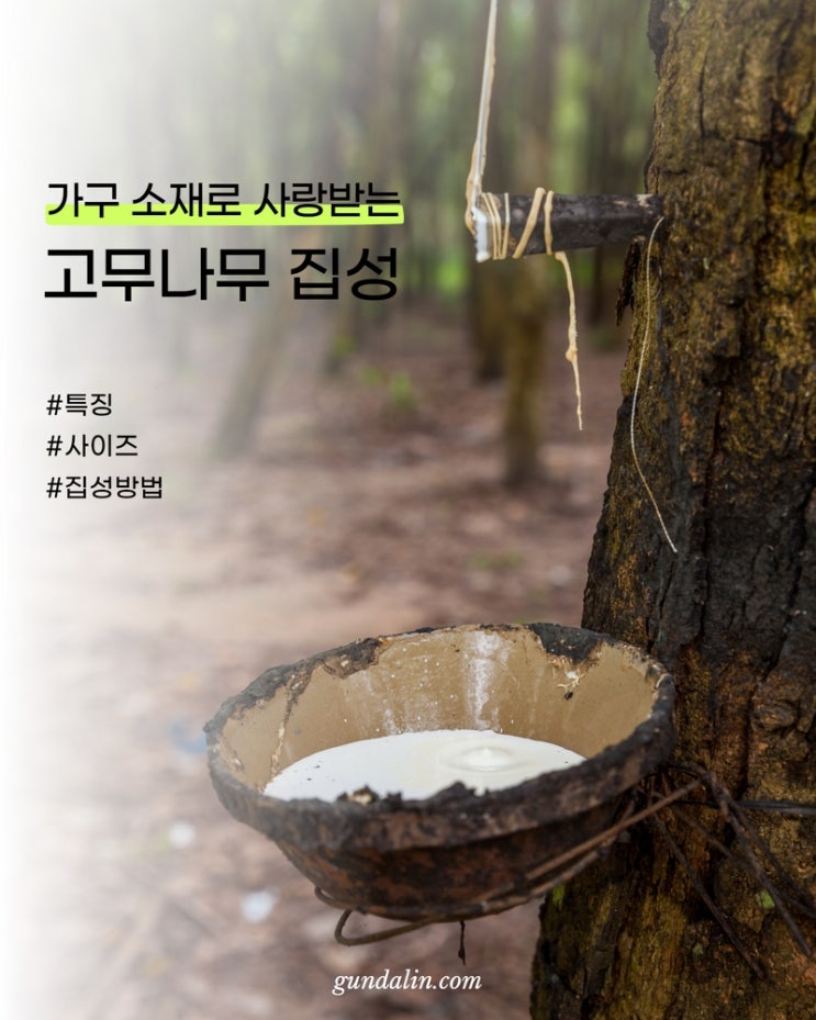  가구 소재로 가장 사랑받는, 고무나무 집성목 (특징, 사이즈, 집성방법 등..)