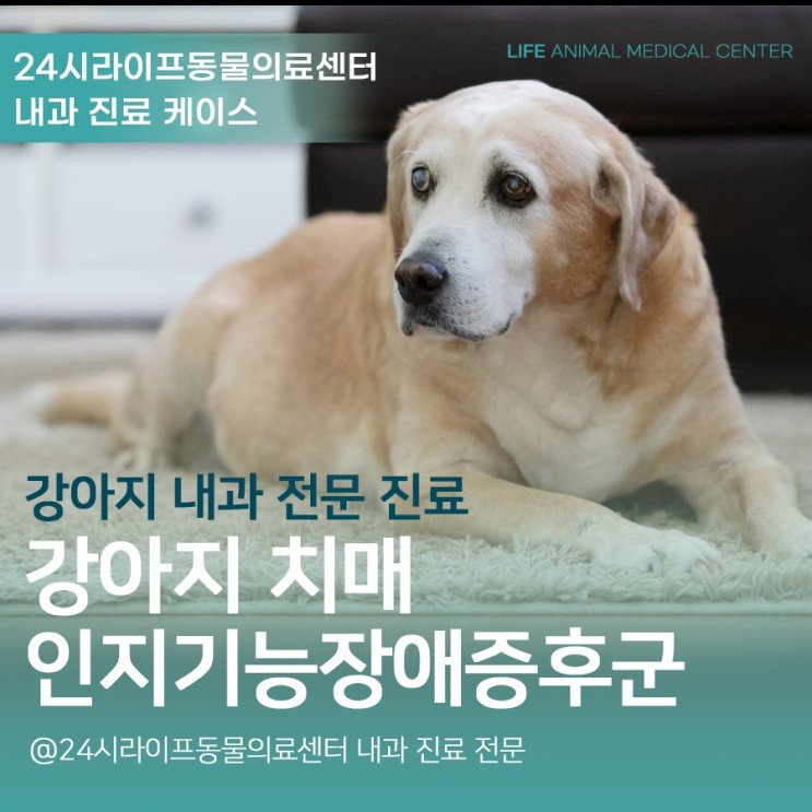 대구 강아지 치매 : 강아지 인지장애증후군 노령견 치매 점수 매겨보기 DISHAA검사