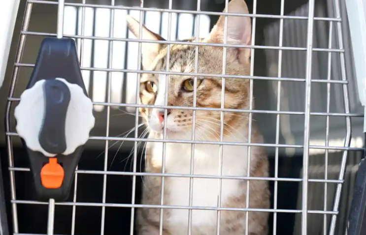 Cat-ar 2022: 잉글랜드 선수들이 월드컵을 떠난 후 고양이를 '데이브'로 입양합니다. Cat-ar 2022: 잉글랜드 선수들이 월드컵을 떠난 후 고양이를 '데이브'로 입양합니다.