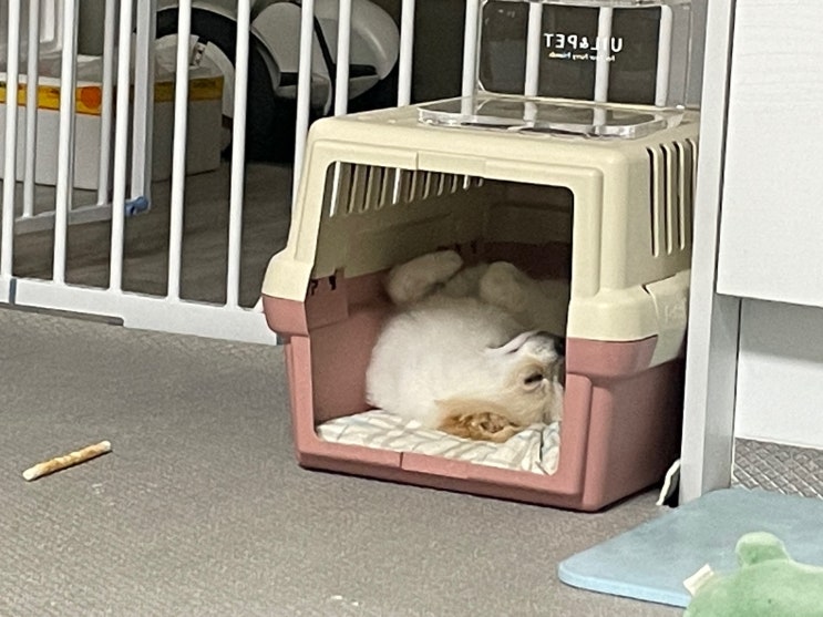 강아지 평균 수면시간. 잠 자는 자세, 잠꼬대, 잘 때 숨소리 코골이 있나요