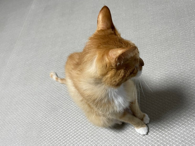  고양이 비듬 , 각질 이유. 부분 탈모 조심 (+ 관리방법)