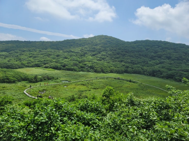  대암산 용늪을 담다.   DMZ 고층습지원.