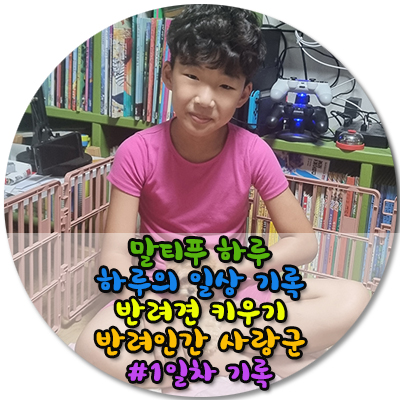 반려인간 사랑군 & 반려견 하루 행복한 첫만남 설렘 행복 가득!! 울산강아지분양 달링하이울산점에서 분양받았어요.