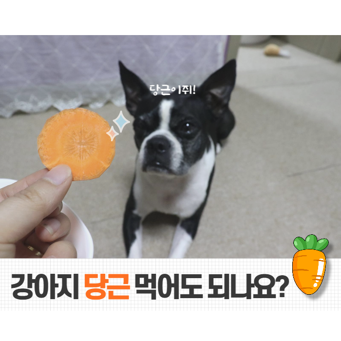  강아지 당근 효능 급여방법