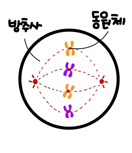 [생명과학 1] 세포 주기, 체세포 분열, 생식세포 분열 : 네이버 블로그