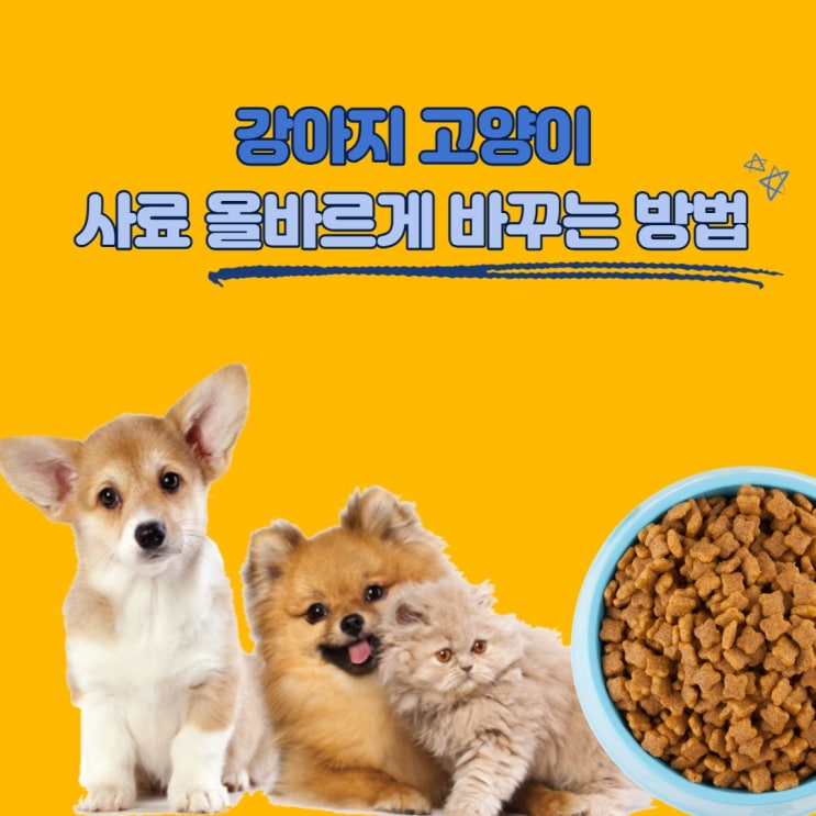  강아지 고양이 사료 바꾸는 방법 알려드릴께요!