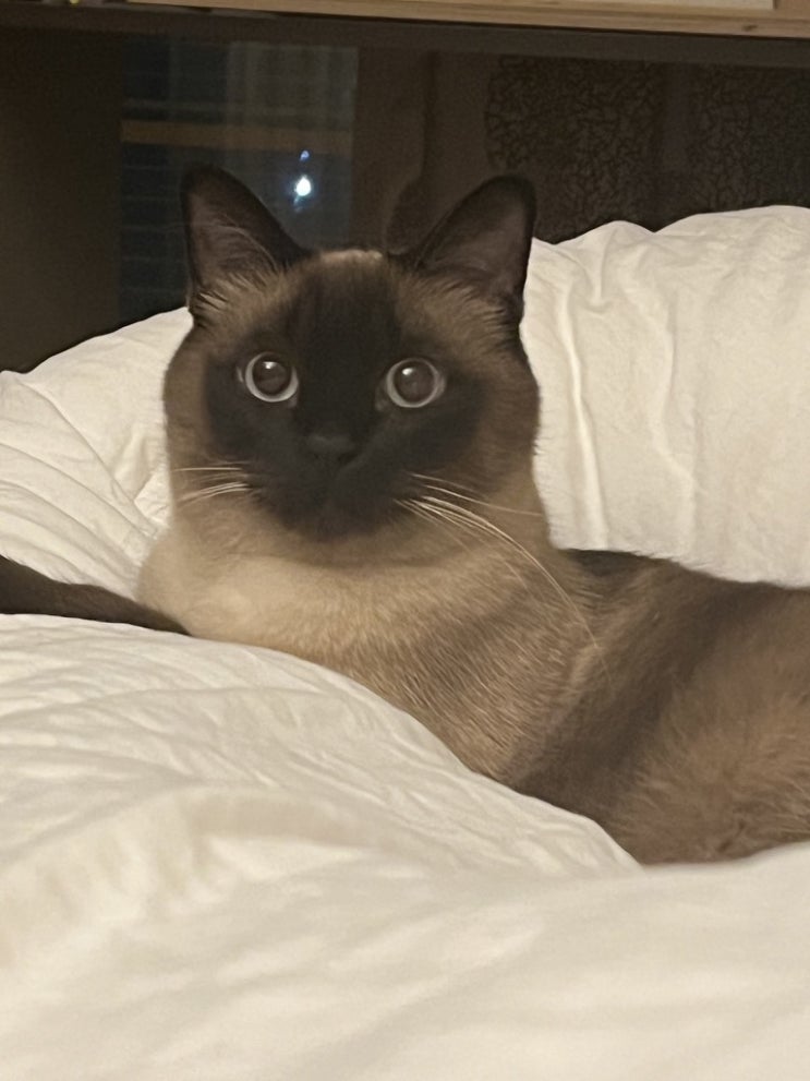  고양이 키우지 말아라