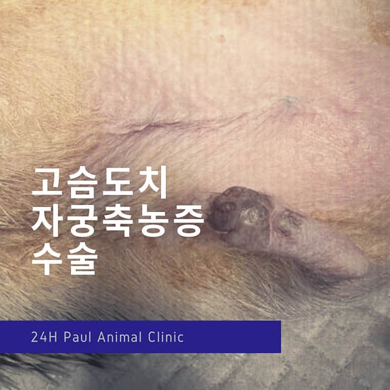  고슴도치 자궁축농증, 자궁종양 수술, 고슴도치 진료, 분당 고슴도치 동물병원, 폴 동물병원(정자동 위치, 신현리)