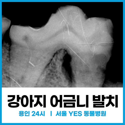 [치과] 강아지 이빨 깨짐, 부작용 걱정 없는 안전한 발치 수술 (분당 24시 동물치료 전문)