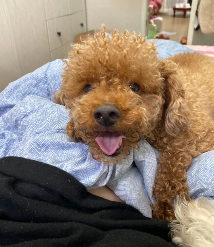  [강아지종류] #12 푸들(Poodle) 정보, 성격, 특징