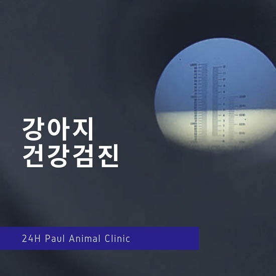  강아지 건강검진 , 정자동 동물병원, 분당 동물병원, 24시 진료 동물병원 & 폴 동물병원, 신현리