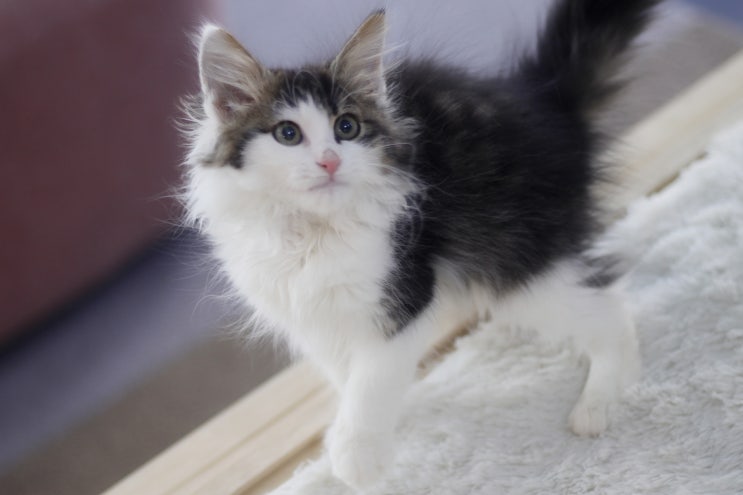 고양이 분양 &영등포에서 건강한 고양이를 분양 합니다:도레미캣 마포