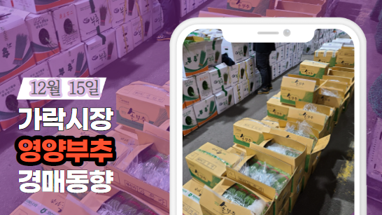 [경매사 일일보고] 12월 15일자 가락시장 "영양부추" 경매동향을 살펴보겠습니다!