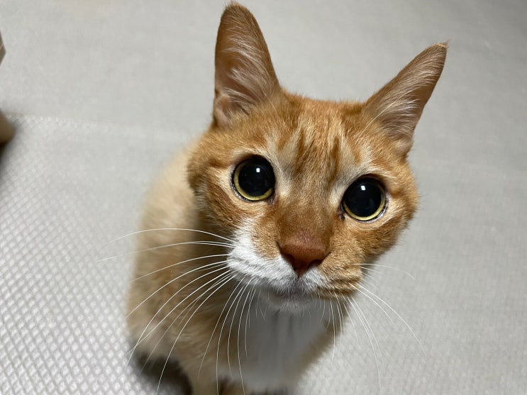  고양이 딸꾹질 , 원인과 해결 방법 (+ 아기고양이)