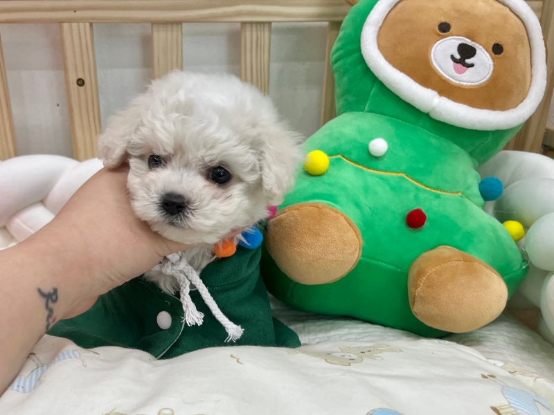 파주강아지무료분양 너무 감사해요