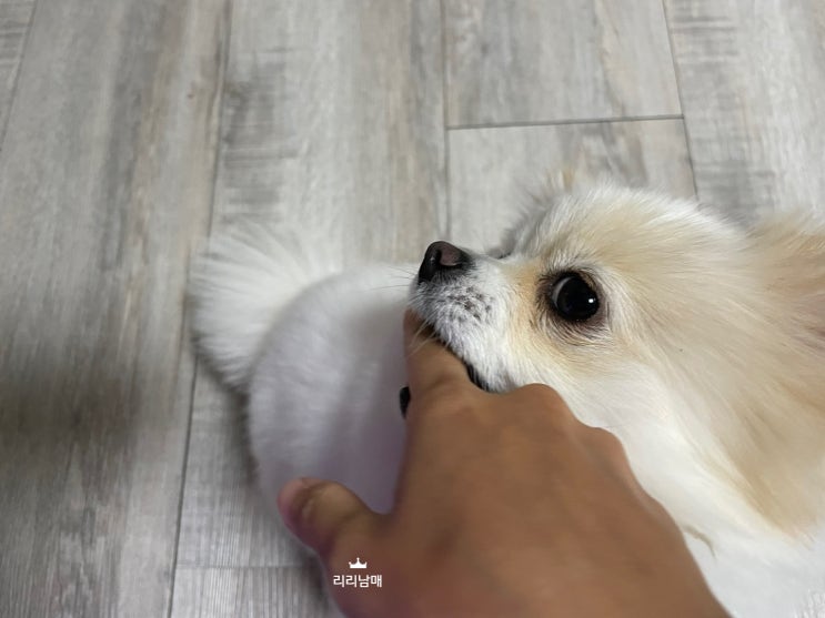  강아지가 무는 이유 , 입질 행동교정 방법 있나요(+ 이갈이 시기)