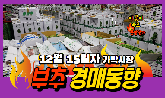  [경매사 일일보고] 12월 15일자 가락시장 "부추" 경매동향을 살펴보겠습니다!