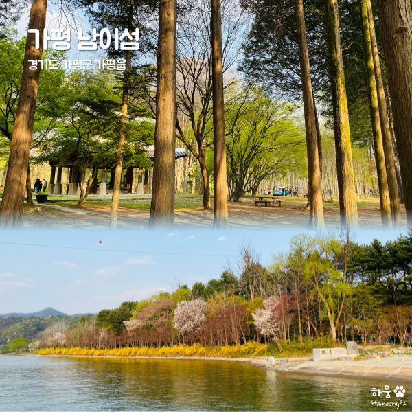  경기 가평 남이섬 짚라인,자전거,입장권 비용,놀거리,벚꽃