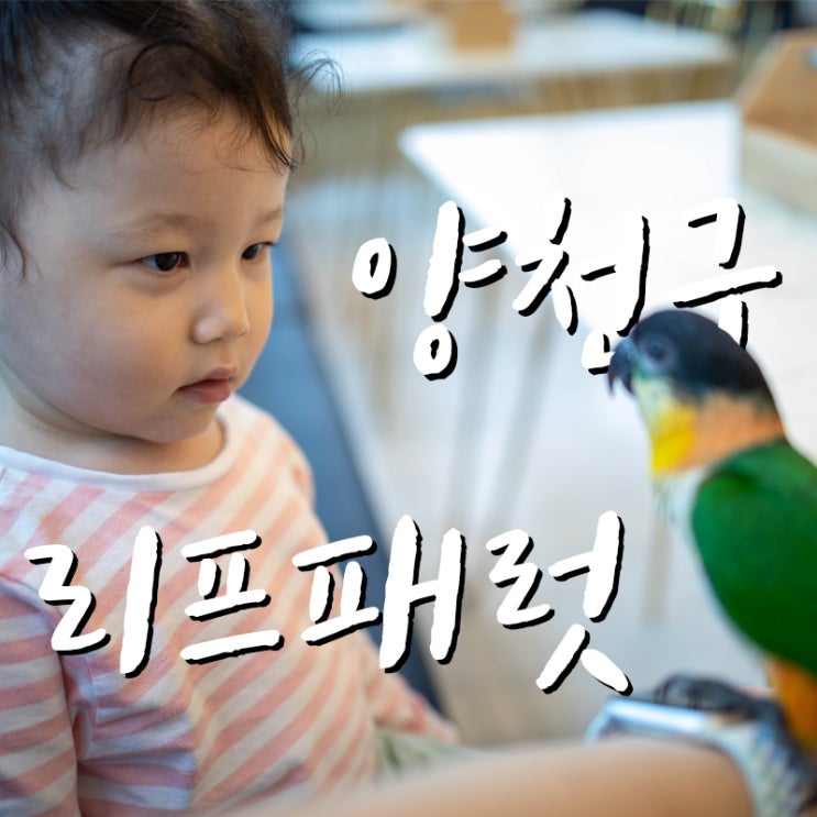  22.10.2앵무새카페 리프패럿