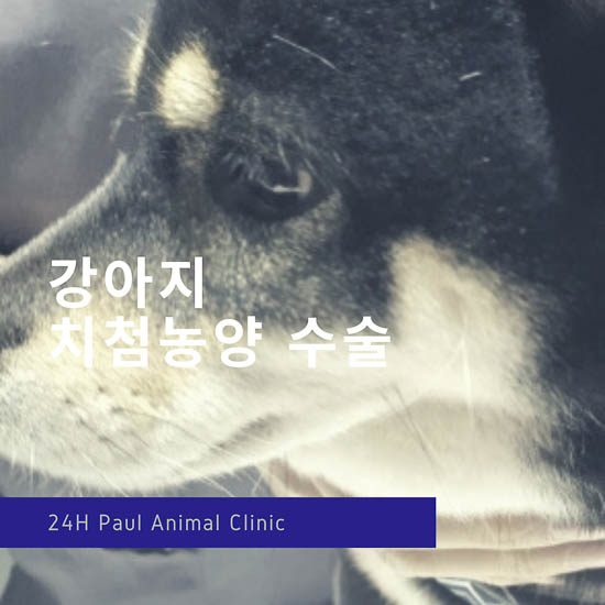 강아지 치첨 농양, 치과방사선 & 성남 분당 24시 폴 동물병원