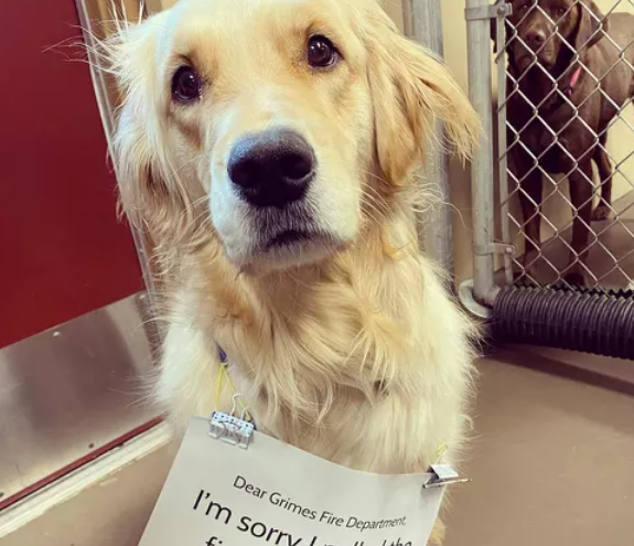 Golden Retriever는 Doggy 어린이집에서 화재 경보기를 끈 후 '미안해요' 표지판을 착용합니다. Golden Retriever는 Doggy 어린이집에서 화재 경보기를 끈 후 '미안해요' 표지판을 착용합니다.